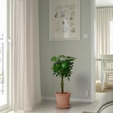 Terrakotta-Pflanze in der Nähe des Fensters, Esszimmer dahinter.