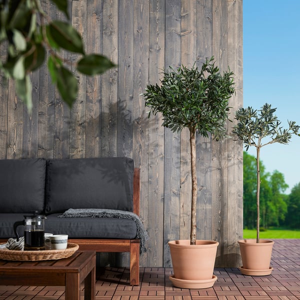 Terrakotta-Töpfe mit Olivenbäumen auf der Terrasse neben Couch und Couchtisch.