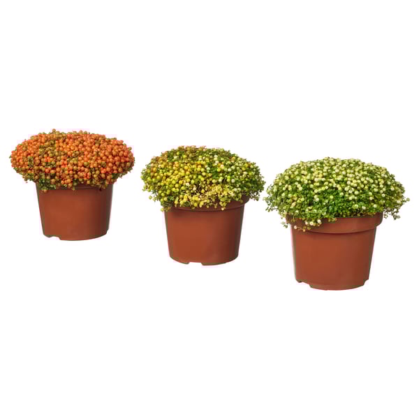 Drei Topfpflanzen, orange, gelb und weiß, blühen in braunen Plastiktöpfen. Rund, voll, attraktiv für die Dekoration.