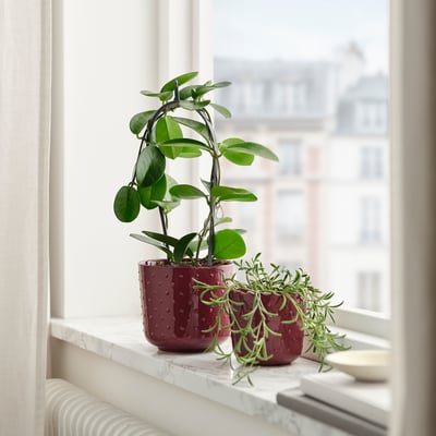 Rote Töpfe mit Pflanzen auf dem Fensterbrett, Gebäude draußen.