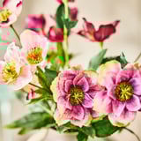 SMYCKA Kunstblumenstrauß, drinnen/draußen/dunkelrosa, 52 cm