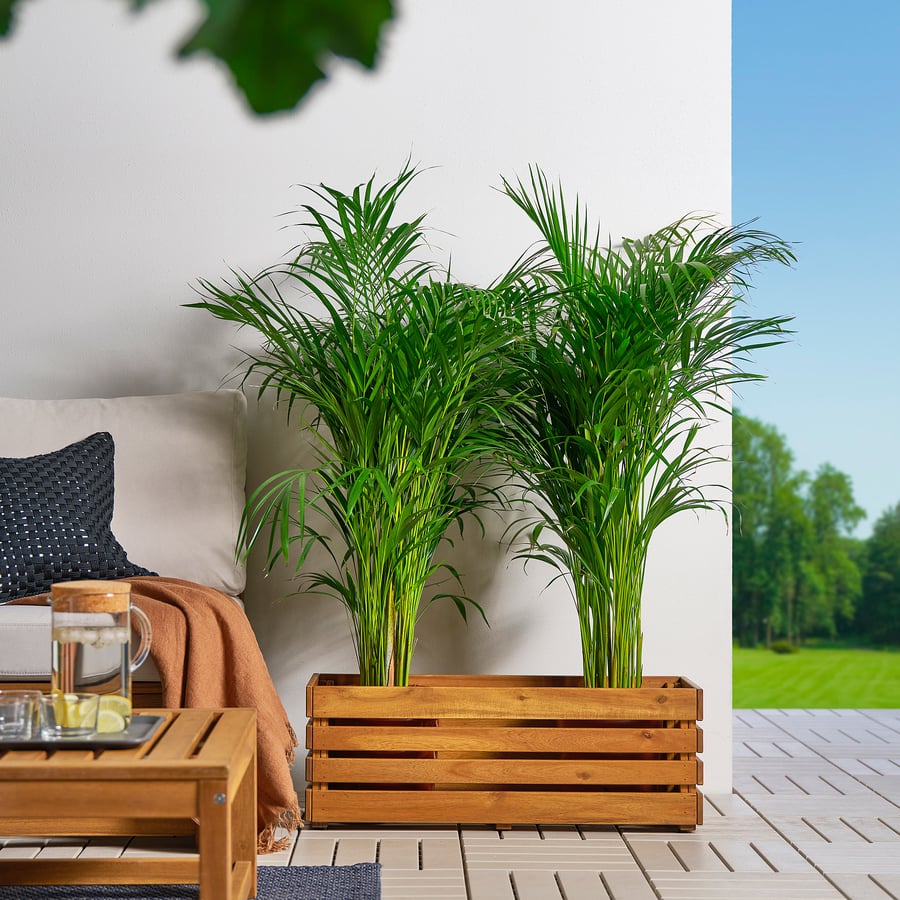 STJÄRNANIS Blumenkasten, für draußen Akazie, 75x27 cm IKEA Österreich