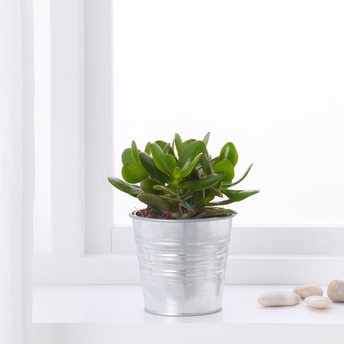 Günstige Pflanzen & Blumen in großer Auswahl IKEA Österreich