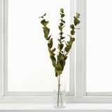 TORKA getrocknetes Grünzeug in klarer Vase in der Nähe des Fensters. Dünne, grüne, längliche Blätter, die an dünnen Stielen befestigt sind. Die Vase erscheint klein im Vergleich zur Pflanzenhöhe.