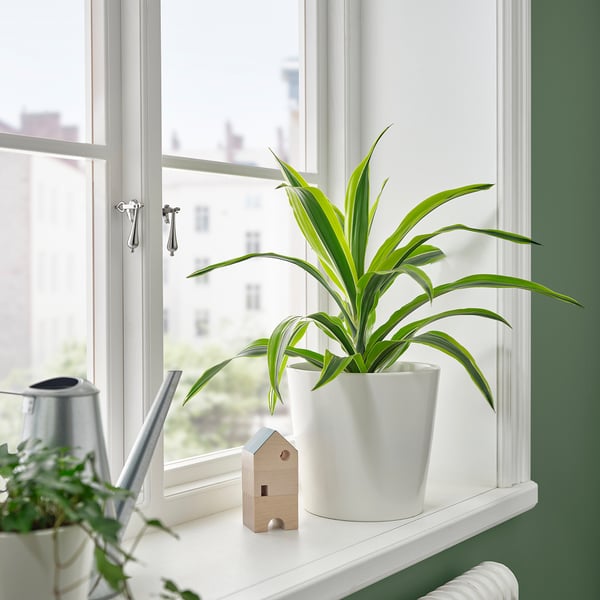 Pflanze am Fenster mit Dekor und Dose.