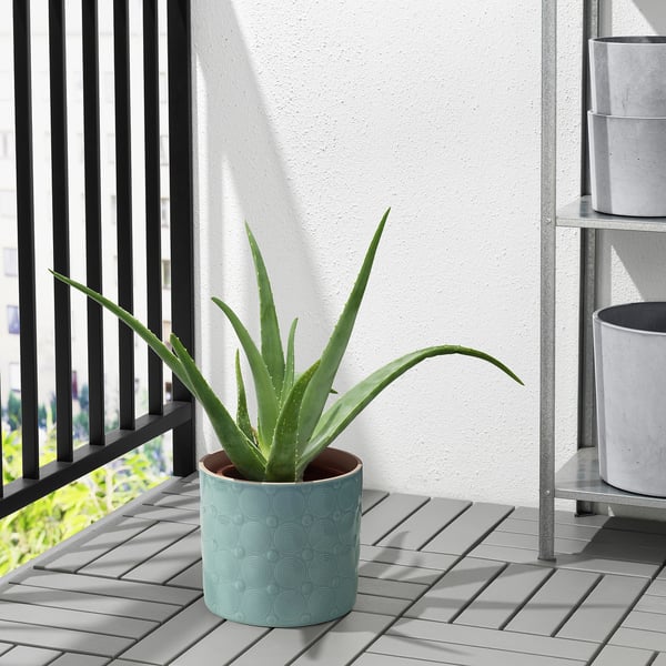 ALGERGRAN mint plant on balcony with circular patterns.