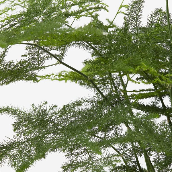 Close-up of lush, green asparagus fern. Intricate, feathery leaves and fine stems. Healthy and vibrant.