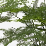 Close-up of lush, green asparagus fern. Intricate, feathery leaves and fine stems. Healthy and vibrant.
