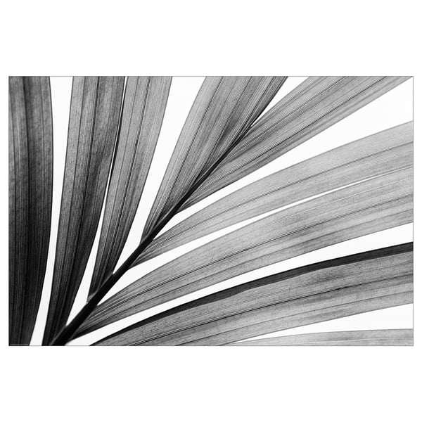 BILD poster, big leaf, 91x61 cm IKEA Austria