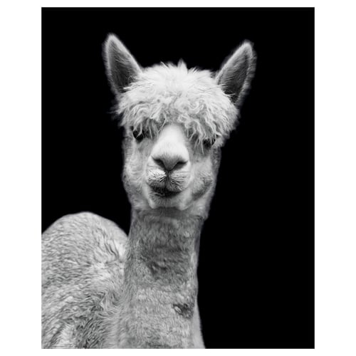 Black and white alpaca close-up poster. Soft fur detail, serene expression, stark contrast.