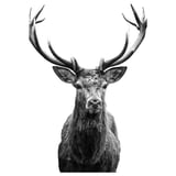 Black and white graphic artwork of a deer head with large antlers. Stylized illustration for home decor.