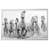 Black and white five running horses in water, framed in silver.