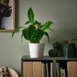 A white potted plant with green striped leaves, sits large on a shelf with books and decor.