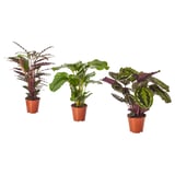 Three potted CALATHEA plants, each with distinctive purple and green leaves, displayed side by side in brown plastic pots.