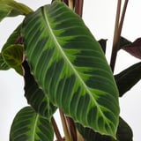 Large green plant leaf with prominent veins, healthy, and vibrant, altering indoors.