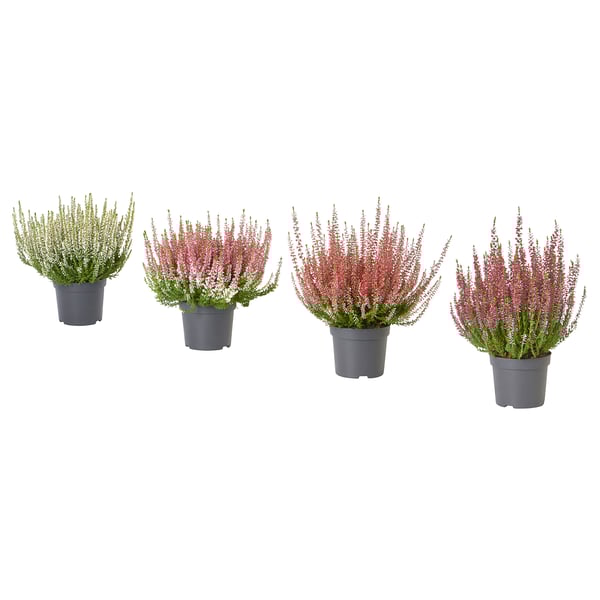 Four potted CALLUNA plants in dark blue pots, displaying white, pale pink, rose, and magenta flowers, arranged in a row.