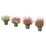 Four potted CALLUNA plants in dark blue pots, displaying white, pale pink, rose, and magenta flowers, arranged in a row.