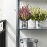 Two potted plants on a shelf receive sunlight, enhancing indoor greenery and mood.