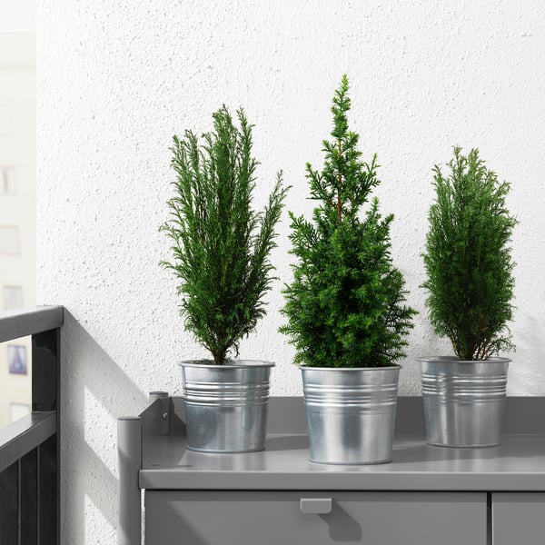 Three potted evergreen plants on a shelf, bringing indoor natural decor and atmosphere.