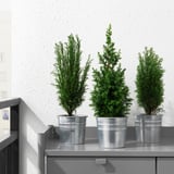Three potted evergreen plants on a shelf, bringing indoor natural decor and atmosphere.