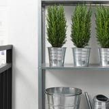 Three evergreen plants in metal pots on shelves, two small buckets below.