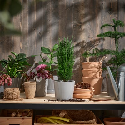 Wooden wall with potted plants. Tall CHAMAECYPARIS, pink flowers, and clay pots create a cozy display.