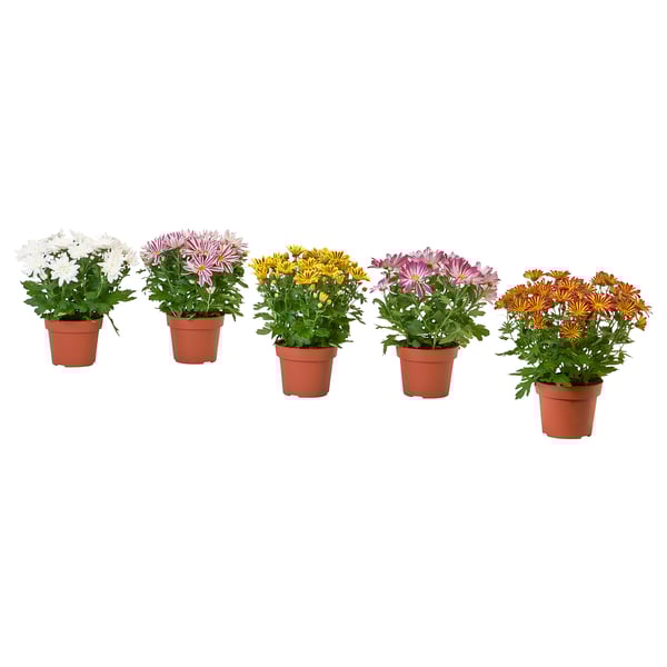 Five potted CHRYSANTHEMUMs in various colors displayed in brown terracotta pots.