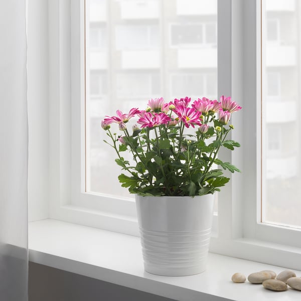 A white potted plant with pink flowers sits on a windowsill. The plant prefers indirect light and needs minimal care.