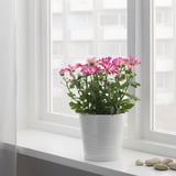 A white potted plant with pink flowers sits on a windowsill. The plant prefers indirect light and needs minimal care.