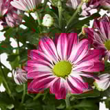 Bright pink and white CHRYSANTHEMUM blooms with green center, surrounded by lush dark green leaves, vibrant and fresh.