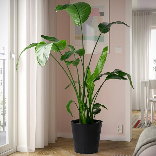 Potted plant by window