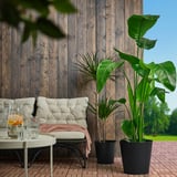 Two large black galvanized steel plant pots with vibrant green plants beside a white cushioned chair against a rustic wooden wall.