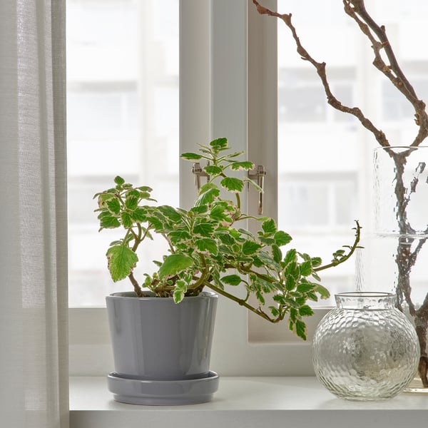 A potted plant sits on a windowsill beside a decorative vase, bringing nature indoors.