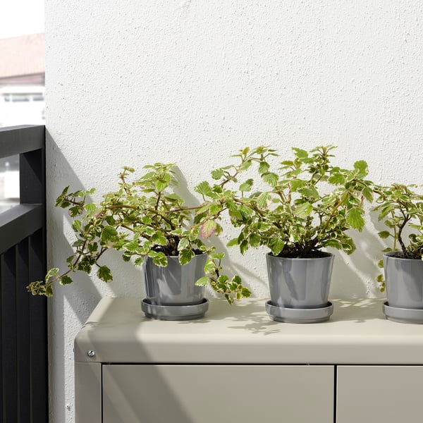 Three potted plants on outdoor shelf, with saucers to catch water.