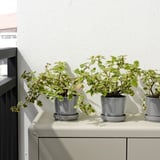 Three potted plants on outdoor shelf, with saucers to catch water.