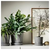 Three potted plants on a shelf: fern, large leafy, bare branch.