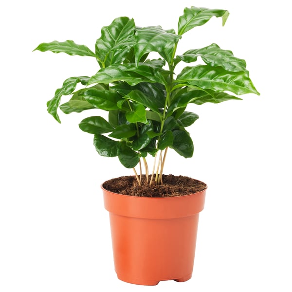 A COFFEA ARABICA potted plant in an orange plastic container, featuring green leaves.
