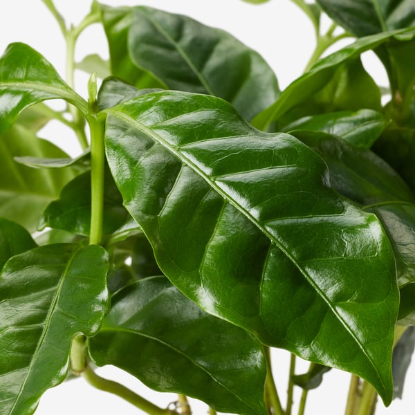 Close-up of vibrant, glossy green coffee plant leaves, thriving and healthy.