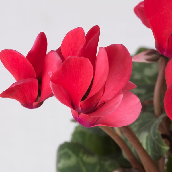 Vibrant red CYCLAMEN flowers, surrounded by lush green leaves. Bright, clear petals stand out.