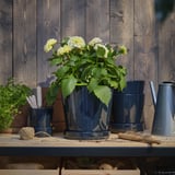 A potted DAHLIA plant with white flowers sits on a wooden shelf, alongside dark blue pots and a metal pitcher, providing a rustic, outdoor decor.
