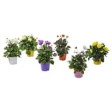 Five colorful DAHLIAs in white, purple, orange, pink, yellow pots.