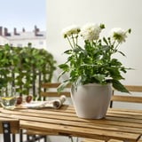 Grey potted DAHLIA on table, city behind.