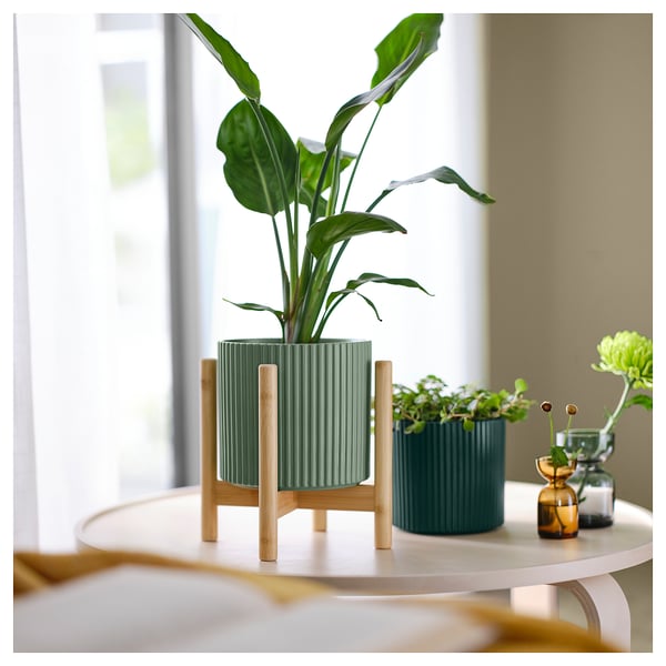 Green plant on a bamboo stand beside a window.