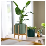 Green plant on a bamboo stand beside a window.