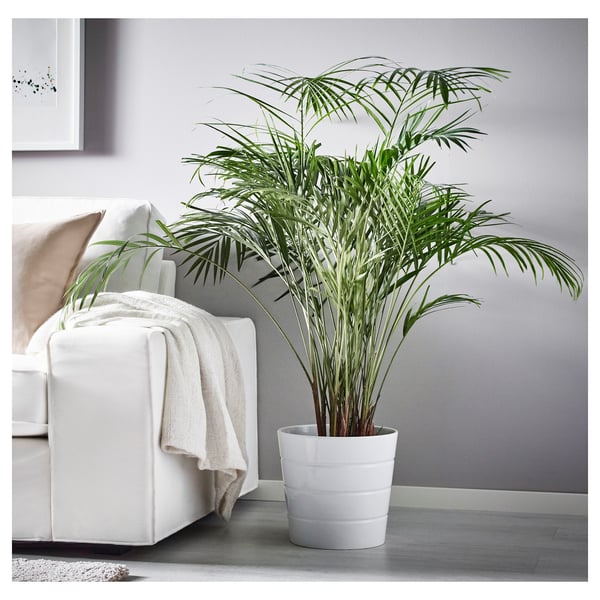 A potted plant in a modern living room, adding greenery with a tropical feel.
