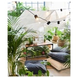 DYPSIS LUTESCENS Potted plant, Areca palm, 24 cm