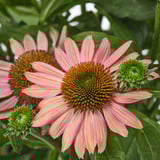 Bright pink coneflowers blooming, vibrant petals surrounding textured orange centers, lush green foliage in background.