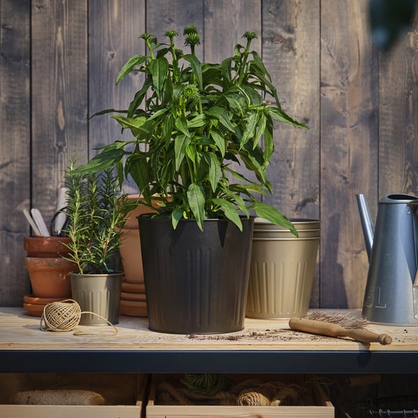 A potted ECHINACEA plant on a wooden shelf, with smaller plants and gardening tools. Rustic wooden background.