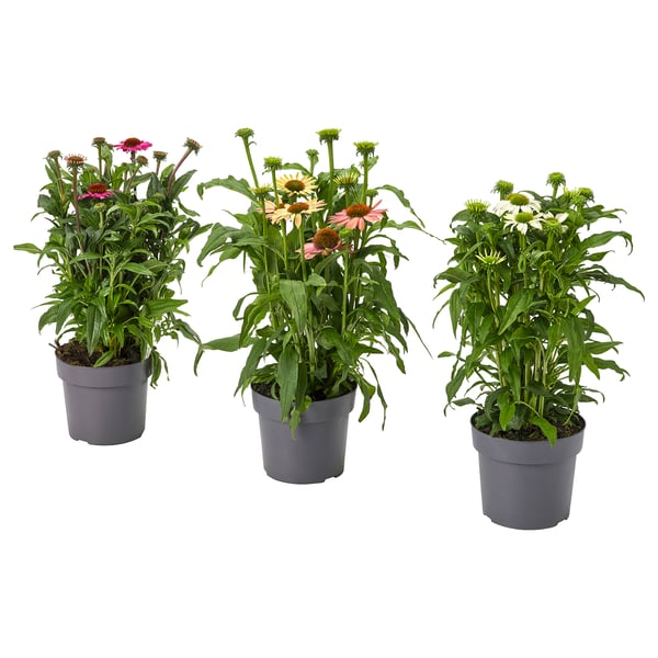 Three potted ECHINACEA plants in gray pots, displaying pink, yellow, and white flowers.