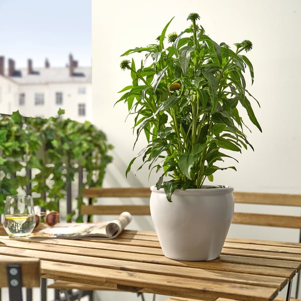 Potted ECHINACEA plant on wooden table with water and newspaper, creating a cozy, sunny atmosphere.
